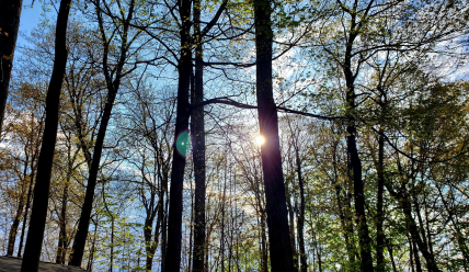 Trees-Sun-Photo