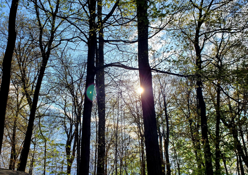 Trees-Sun-Photo